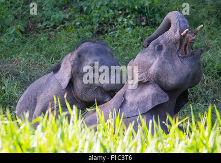 Juvenile Bornean Pygmäen Elefanten (Elephas Maximus Borneensis) spielen, Kinabatangan Fluss, Sabah, Malaysia Stockfoto