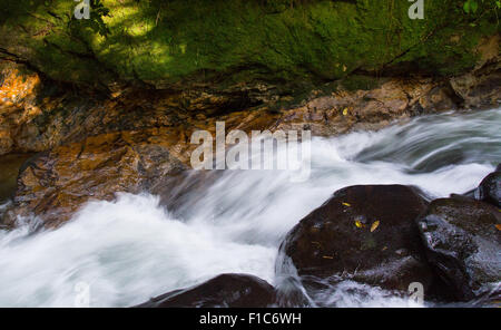 Strom fließt durch montane Rainforest im Gunung Halimun National Park, Java, Indonesien Stockfoto
