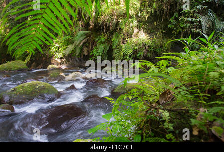 Strom fließt durch montane Rainforest im Gunung Halimun National Park, Java, Indonesien Stockfoto