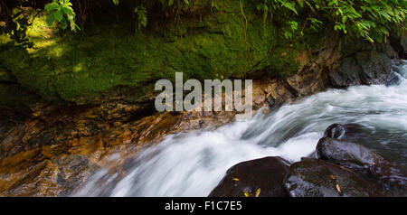 Strom fließt durch montane Rainforest im Gunung Halimun National Park, Java, Indonesien Stockfoto