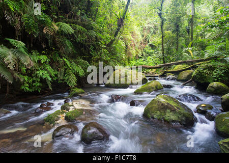 Strom fließt durch montane Rainforest im Gunung Halimun National Park, Java, Indonesien Stockfoto