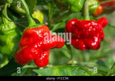 Eine reife Scotch Bonnet Chili (Capsicum Chinense), mit seiner unverwechselbaren Tam o' shanter Form. UK, 2015. Stockfoto