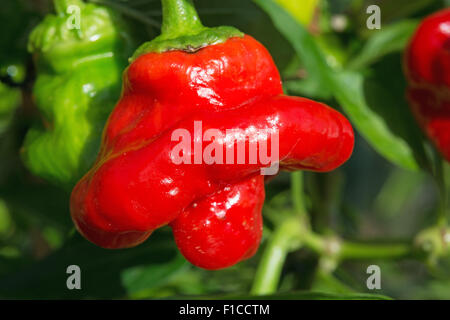 Eine reife Scotch Bonnet Chili (Capsicum Chinense), mit seiner unverwechselbaren Tam o' shanter Form. UK, 2015. Stockfoto