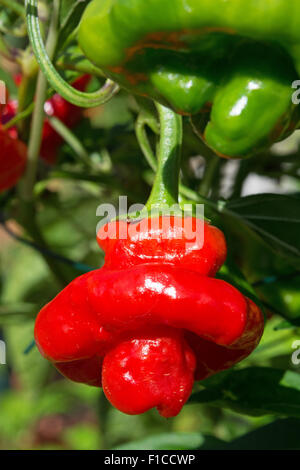 Eine reife Scotch Bonnet Chili (Capsicum Chinense), mit seiner unverwechselbaren Tam o' shanter Form. UK, 2015. Stockfoto