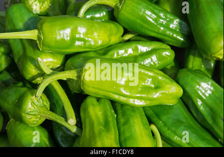 Rohe spanische Pimientos de Padron Paprika (Capsicum Annuum), bereit zum Garen. Stockfoto