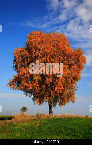 einsame Birke, Betula, in herbstlichen Farben Stockfoto