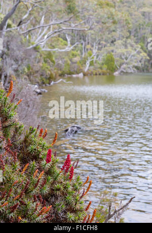 Scoparia (Richea Scoparia) entlang der Ufer des Lake Dobson, Mount Field National Park, Tasmanien, Australien Stockfoto