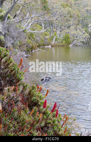 Scoparia (Richea Scoparia) entlang der Ufer des Lake Dobson, Mount Field National Park, Tasmanien, Australien Stockfoto