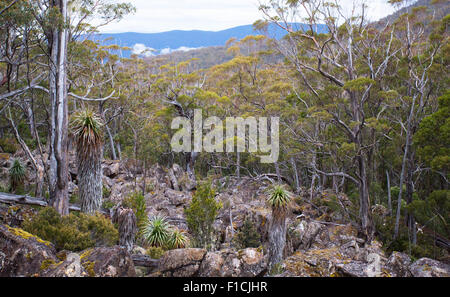 Pandani (Richea Pandanifolia) in subalpinen Wäldern im Mount Field National Park, Tasmanien, Australien Stockfoto