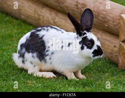 Black And White Rabbit Stockfoto