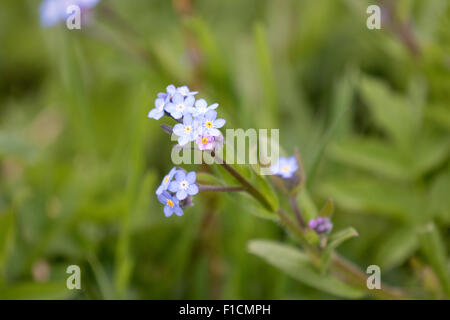 Myosotis Sylvatica - Holz Vergissmeinnicht oder Wald Vergissmeinnicht. Stockfoto