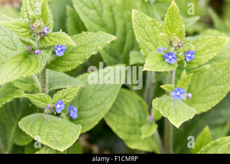 Pentaglottis Sempervirens, grün Alkanet, mehrjährige wilde Blume. Stockfoto