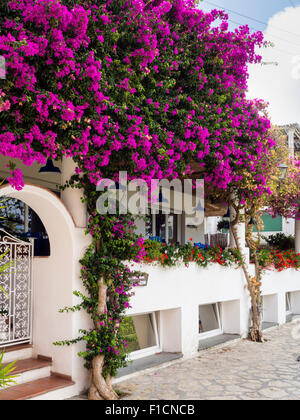 Bougainvillea-Blüten in Capri, Italien Stockfoto