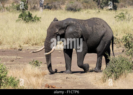 Afrikanischer Elefant, Loxodonta Africana, einziges Säugetier im Busch, Südafrika, August 2015 Stockfoto