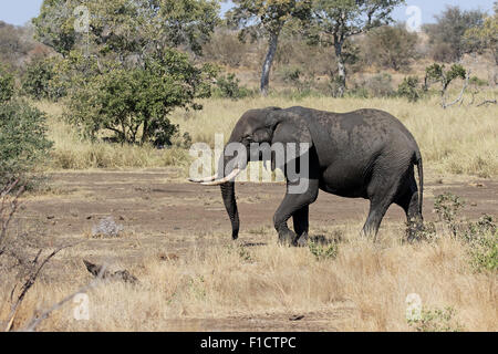 Afrikanischer Elefant, Loxodonta Africana, einziges Säugetier im Busch, Südafrika, August 2015 Stockfoto