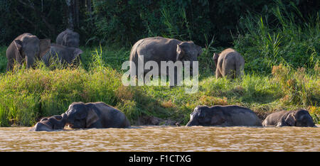 Bornean Pygmy Elefant (Elephas Maximus Borneensis) spielen und Schwimmen im Fluss Kinabatangan, Sabah, Malaysia Stockfoto