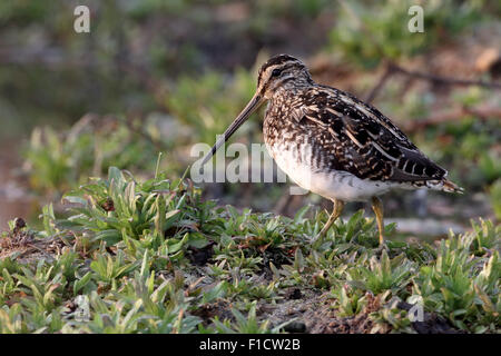 Afrikanische Snipe, Gallinago Nigripennis, einzelne Vogel durch Wasser, Südafrika, August 2015 Stockfoto