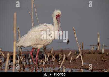 Afrikanischer Löffler, Platalea Alba, einzelne Vogel im Wasser, Südafrika, August 2015 Stockfoto