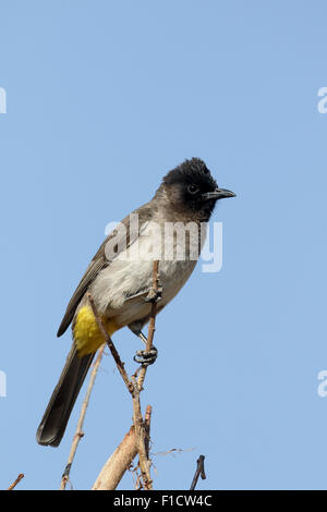 Gemeinsame oder Black-Eyed Bulbul Pycnonotus Barbatus, einziger Vogel auf Zweig, Südafrika, August 2015 Stockfoto