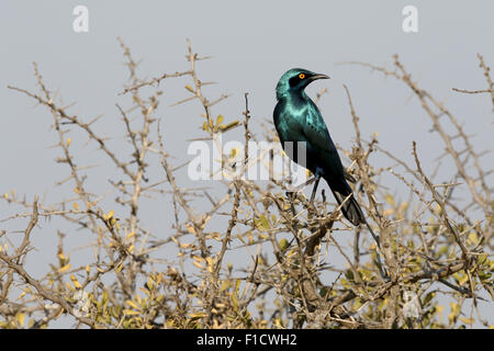 Kap-Starling, Glanzstare Nitens, einziger Vogel auf Zweig, Südafrika, August 2015 Stockfoto