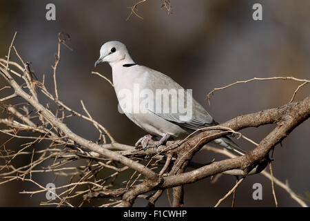 Kap-Turteltaube oder Ring-necked Taube Streptopelia Capicola, einzelne Vogel auf Zweig, Süd Afrika, August 2015 Stockfoto