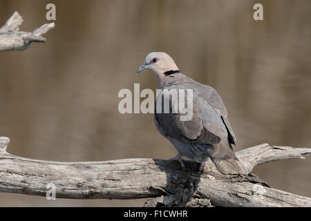 Kap-Turteltaube oder Ring-necked Taube Streptopelia Capicola, einzelne Vogel auf Zweig, Süd Afrika, August 2015 Stockfoto