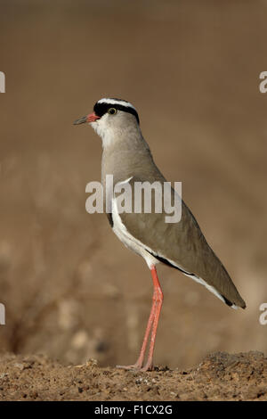 Gekrönt, Regenpfeifer, Vanellus Coronatus, einziger Vogel am Boden, Südafrika, August 2015 Stockfoto