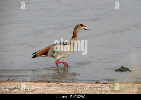 Ägyptische Gans, Alopochen Aegyptiacus, einziger Vogel im Wasser, Südafrika, August 2015 Stockfoto