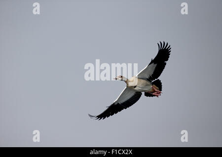 Ägyptische Gans, Alopochen Aegyptiacus, einziger Vogel im Flug, Südafrika, August 2015 Stockfoto