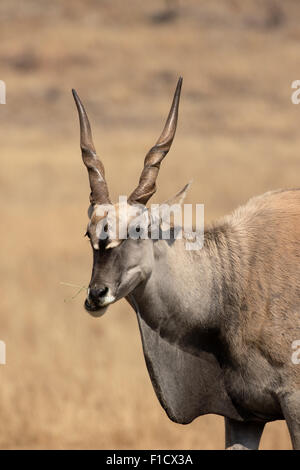 Eland, Tauro Oryx, einziges Säugetier Kopf geschossen, Südafrika, August 2015 Stockfoto