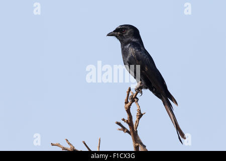 Gabel-tailed Drongo Dicrurus Adsimilis, einziger Vogel auf Zweig, Südafrika, August 2015 Stockfoto