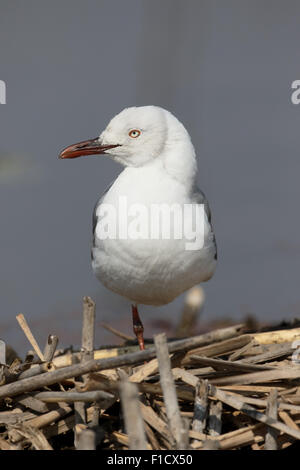 Grau-vorangegangene Möve, Chroicocephalus Cirrocephalus, einziger Vogel auf Reeds, Südafrika, August 2015 Stockfoto