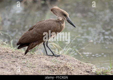 Hamerkop, Scopus Umbretta, einziger Vogel durch Wasser, Südafrika, August 2015 Stockfoto