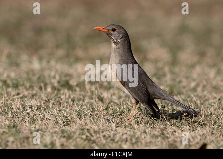 Kurrichane Soor, Turdus Libonyanus, einzelne Vogel am Boden, Süd Afrika, August 2015 Stockfoto