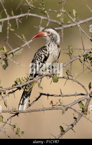 Rot-billed Hornbill Tockus Erythrorhynchus, einziger Vogel auf Zweig, Südafrika, August 2015 Stockfoto