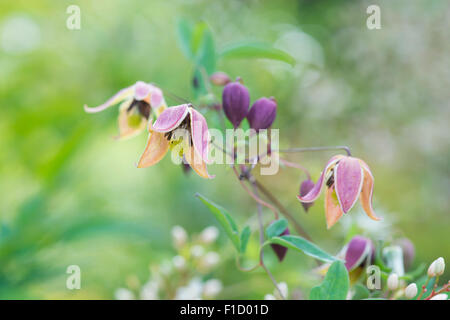 Clematis Tangutica "Mein Engel" Blumen Stockfoto