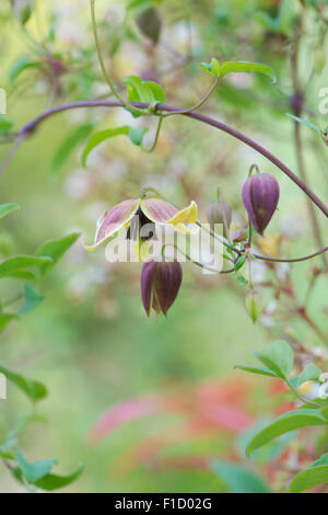 Clematis Tangutica "Mein Engel" Blumen Stockfoto