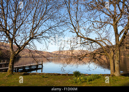 Bäume neben Lake Ullswater, Glenridding, Lake District, Cumbria, England Stockfoto