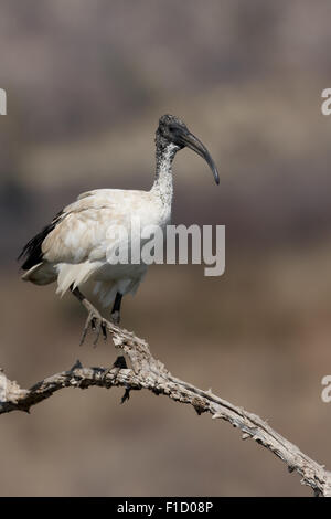 Sacred Ibis Threskiornis Aethiopicus, einzelne Vogel auf Zweig, Südafrika, August 2015 Stockfoto