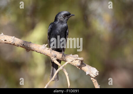 Südlichen schwarz-Flycatcher Melaenornis Pammelaina, einziger Vogel auf Zweig, Südafrika, August 2015 Stockfoto