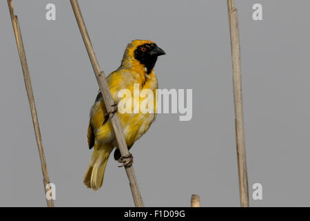 Südlichen maskiert Weaver, Ploceus Velatus, einzelnes Männchen auf Ast, Südafrika, August 2015 Stockfoto