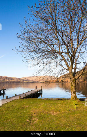 Baum neben Lake Ullswater, Glenridding, Lake District, Cumbria, England Stockfoto