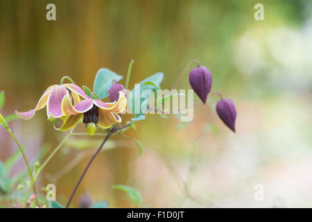 Clematis Tangutica "Mein Engel" Blumen Stockfoto