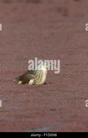 Rallenreiher, Ardeola Ralloides einzelne Vogel im Wasser, Südafrika, August 2015 Stockfoto