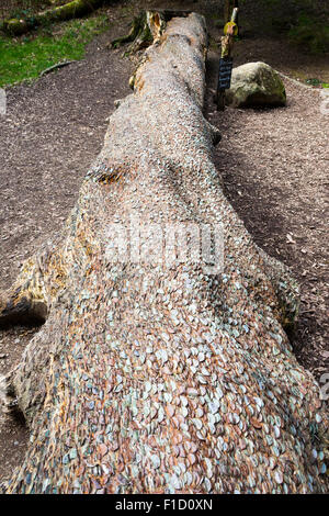 Der Geld-Baum in einem Wald bei Aira Force, in der Nähe von Glenridding, Lake Ullswater, Lake District, Cumbria, England Stockfoto