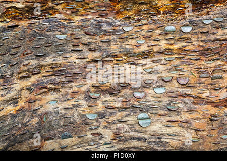 Der Geld-Baum in einem Wald bei Aira Force, in der Nähe von Glenridding, Lake Ullswater, Lake District, Cumbria, England Stockfoto