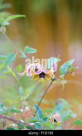 Clematis Tangutica "Mein Engel" Blumen Stockfoto