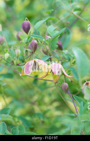 Clematis Tangutica "Mein Engel" Blumen Stockfoto