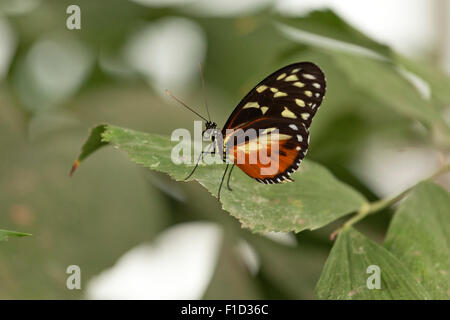 tropische Schmetterlinge, Tiger Longwing (Heliconius Aigeus) Stockfoto