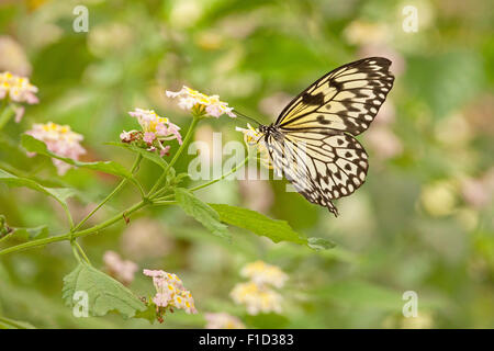 Großbaum Nymphe (Idee Leuconoe), Tropischer Schmetterling Stockfoto